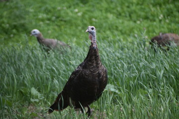 A wild turkey in a field, Sainte-Apolline, Québec, Canada