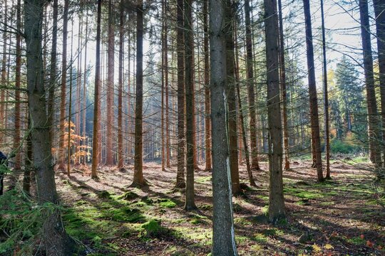 autumn in the fores