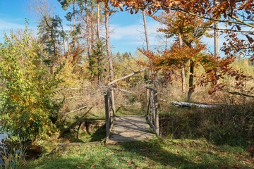 autumn in the fores