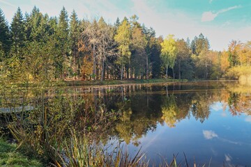 Fototapeta premium autumn in the fores