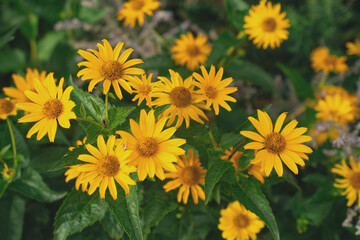 A picture of flowers in close-up