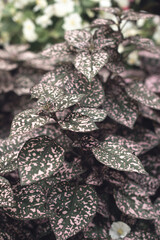 common coleus, Viva Magenta, flower