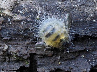 Fliegentöterpilz (Entomophthoromycetes)