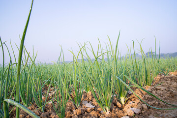 Green Onion plantation in the field of foggy winter morning view