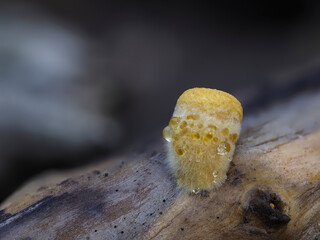 Brotkorbpilz, Gemeiner Tiegelteuerling, Vogelnestpilz (Crucibulum laeve)