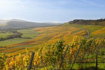 Bunte Weinreben an der Mosel im Herbst.