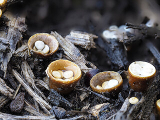 Brotkorbpilz, Gemeiner Tiegelteuerling, Vogelnestpilz (Crucibulum laeve)