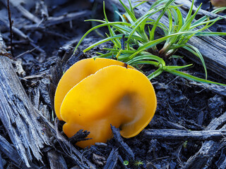 Gemeiner Orangebecherling oder Orangeroter Becherling (Aleuria aurantia)