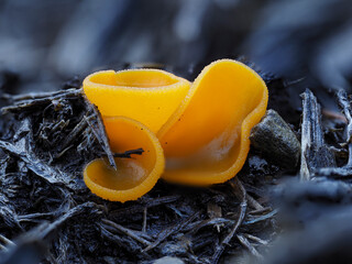 Gemeiner Orangebecherling oder Orangeroter Becherling (Aleuria aurantia)