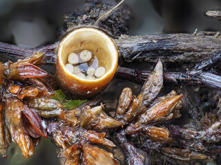 Brotkorbpilz, Gemeiner Tiegelteuerling, Vogelnestpilz (Crucibulum laeve)