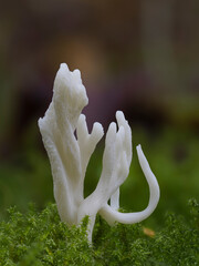 Runzeliger Keulenpilz (Clavulina rugosa) © Lothar Lenz