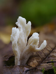 Runzeliger Keulenpilz (Clavulina rugosa) © Lothar Lenz
