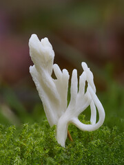 Runzeliger Keulenpilz (Clavulina rugosa) © Lothar Lenz