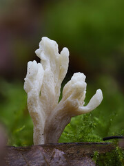 Runzeliger Keulenpilz (Clavulina rugosa) © Lothar Lenz