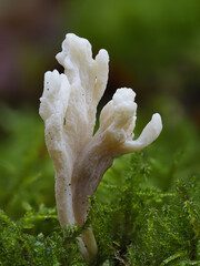 Runzeliger Keulenpilz (Clavulina rugosa) © Lothar Lenz