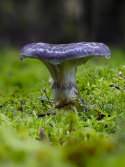 Kuhmaul, Grosser Schmierling  (Gomphidius glutinosus