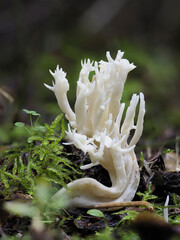 Runzeliger Keulenpilz (Clavulina rugosa) © Lothar Lenz