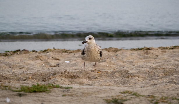 segull on the beach