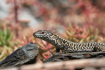 Mauereidechse (Podarcis muralis)