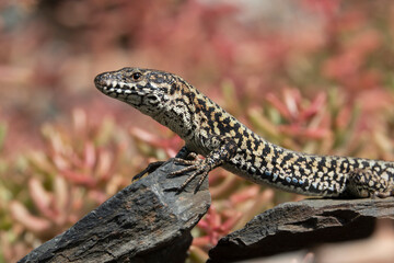 Mauereidechse (Podarcis muralis)