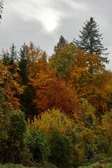 Vertical shot of trees in different autumnal colors in the park