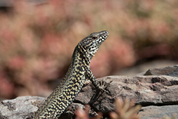 Mauereidechse (Podarcis muralis)