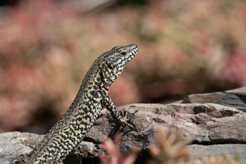 Mauereidechse (Podarcis muralis)