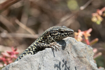 Mauereidechse (Podarcis muralis)