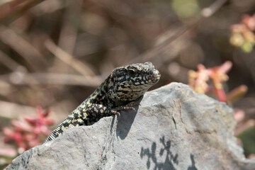 Mauereidechse (Podarcis muralis)
