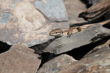 Mauereidechse (Podarcis muralis)