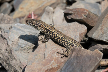 Mauereidechse (Podarcis muralis)