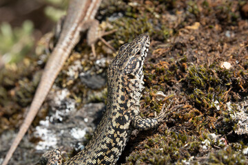 Mauereidechse (Podarcis muralis)