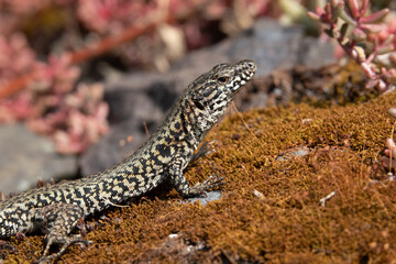 Mauereidechse (Podarcis muralis)