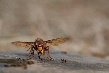 Hornisse (Vespa crabro) und Ameisen