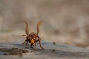 Hornisse (Vespa crabro) und Ameisen