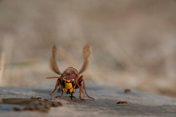 Hornisse (Vespa crabro) und Ameisen