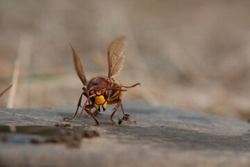 Hornisse (Vespa crabro) und Ameisen
