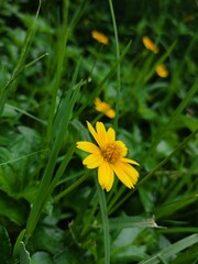 Fototapeta premium yellow dandelion flower