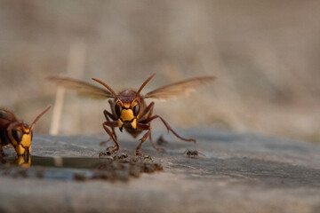 Hornisse (Vespa crabro) und Ameisen