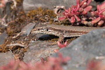 Mauereidechse (Podarcis muralis)