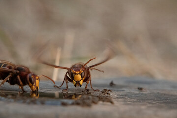 Hornisse (Vespa crabro) und Ameisen