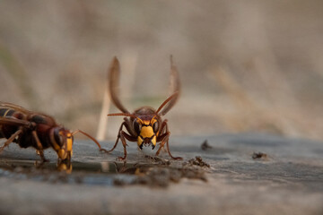 Hornisse (Vespa crabro) und Ameisen
