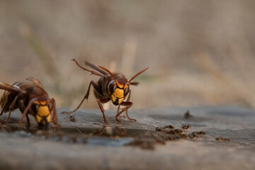 Hornisse (Vespa crabro) und Ameisen