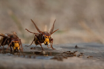 Hornisse (Vespa crabro) und Ameisen
