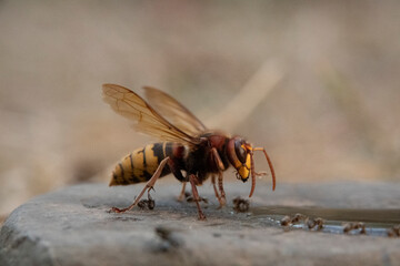 Hornisse (Vespa crabro) und Ameisen