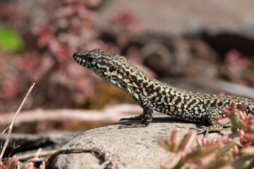 Mauereidechse (Podarcis muralis)
