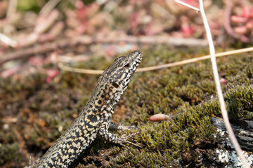 Mauereidechse (Podarcis muralis)