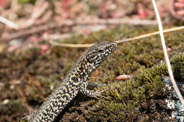 Mauereidechse (Podarcis muralis)