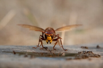 Hornisse (Vespa crabro) und Ameisen