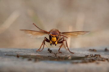 Hornisse (Vespa crabro) und Ameisen